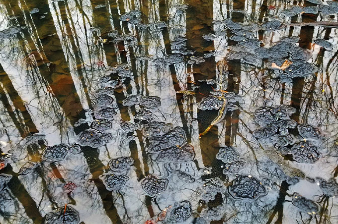 A photo of wood frog larvae floating in a body of water.