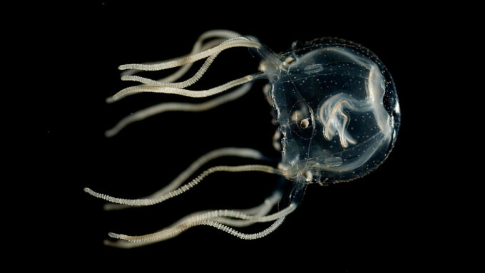 A photo of a Caribbean box jellyfish on a dark background.