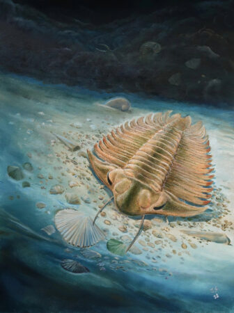 An illustration of a trilobite, Bohemolichas incola, hovering over a series of shelly bits on the ocean floor.