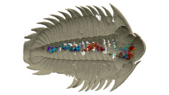 An image of a 3-D scan of a fossilized trilobite with shell fragments, bits of sea urchin-like creatures and other bottom-dwellers represented in shades of red and blue.