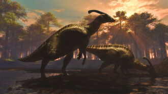An illustration of two parasaurolophus walkeri dinosaurs.