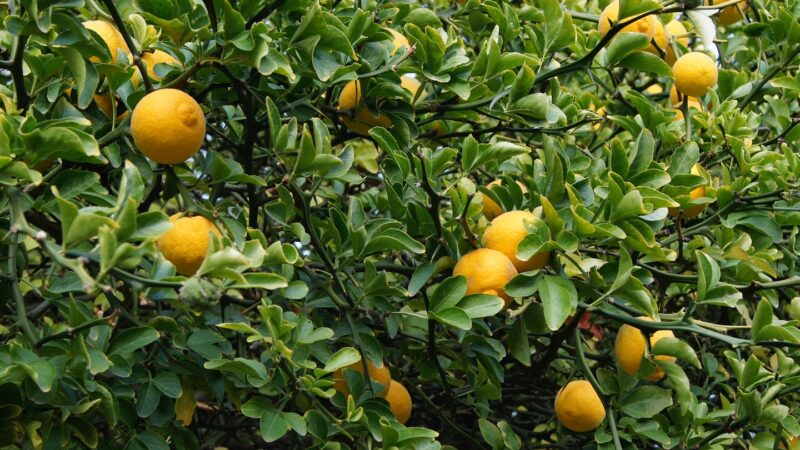 Southern China may have provided the initial source of citrus fruits.