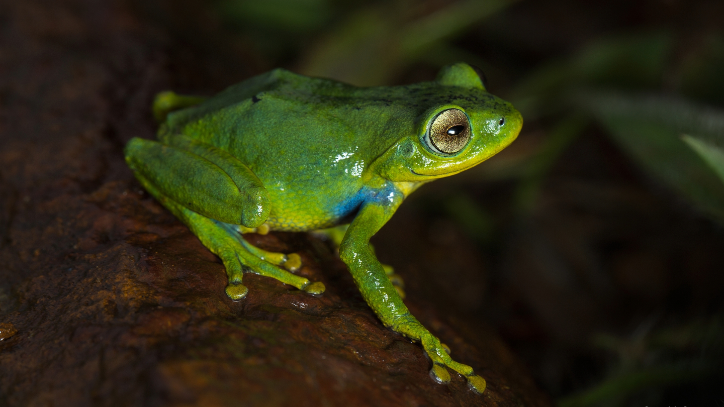 A indigo bush frog sits on a rock. It is bright green with blue marks on the shoulder.