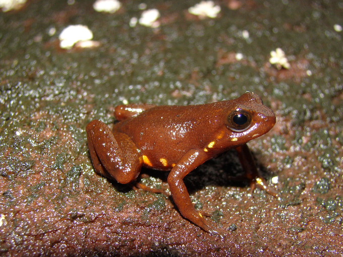 A brown Chimantá poison frog sits on a rock.
