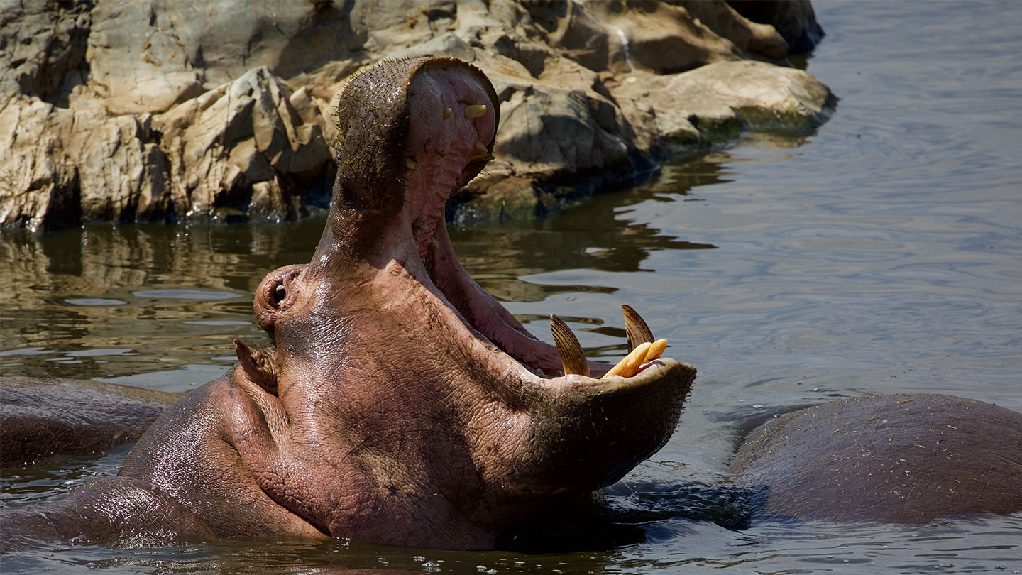 Hippos’ oversize front teeth make it hard for them to chew