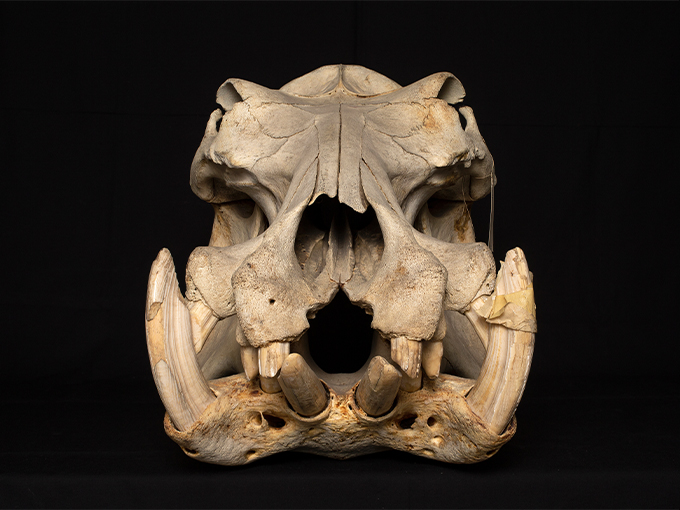 A photo of a hippo skull on a black background.