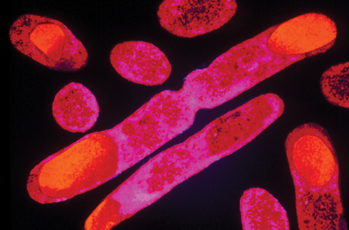 An image of red, pink, and orange E. coli on a black background that are engineered to produce human insulin.