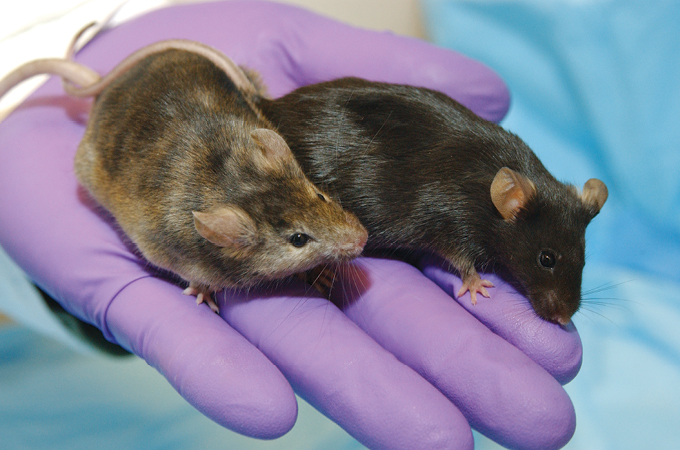 A photo of two brown mice sitting in the hand of a person wearing a purple latex glove.