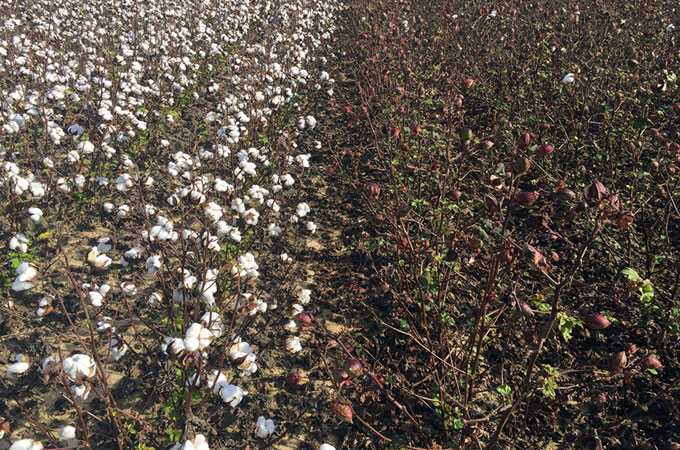A photo of Bt cotton on the left and non-Bt cotton on the right.