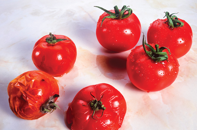 A photo of six tomatoes on a white background. The three on the left are non-GMO and appear to be going bad while the three on the right appear fresh.