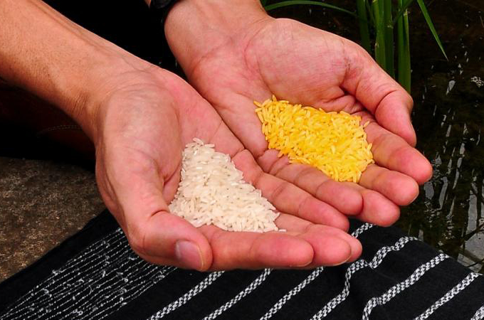 A photo of a person holding golden rice in their left hand and white rice in their right hand.