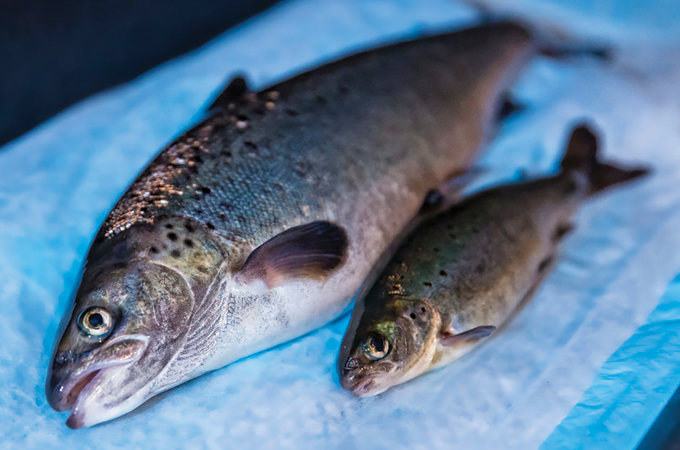 A photo of two fish on a blue background. The fish on top is significantly larger than the fish on the bottom.