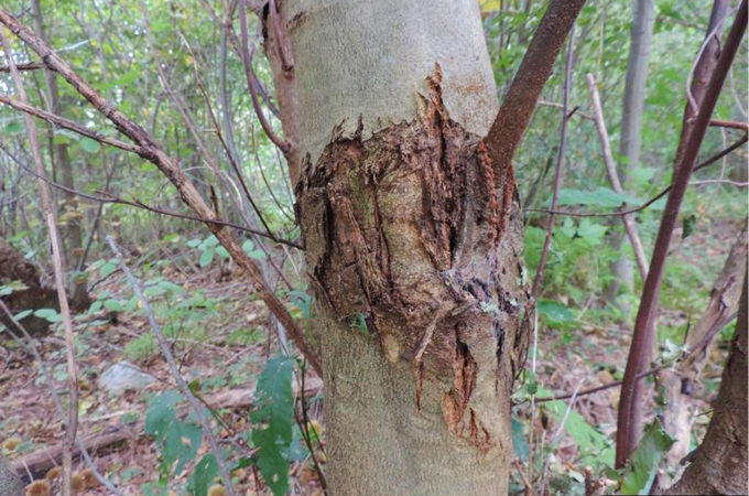 A photo of a tree suffering from chestnut blight.