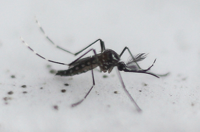 A photo of a GMO mosquito sitting on a white background with black specks.