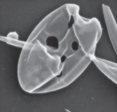 An image of holes in an algal cell created by members of the genus Placopus.