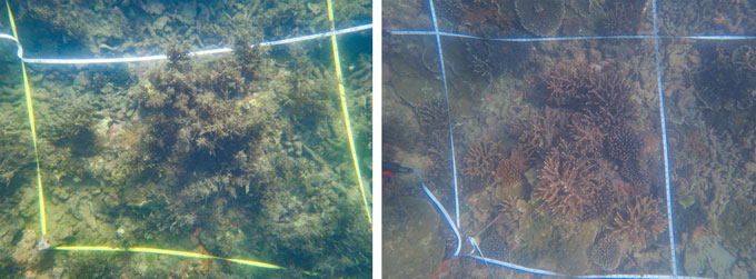 A section of the Great Barrier reef is covered in seaweed on the left in 2019, and the same section appears clear of seaweed on the right in 2023.