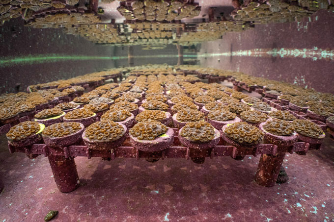 An underwater nursery in a laboratory grows coral fragments on rows of circular dead coral skeleton pieces.