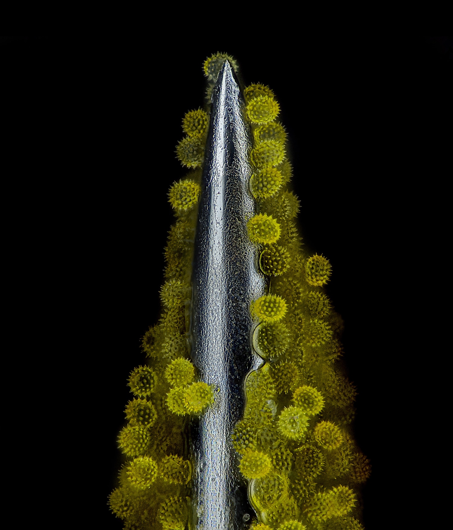 An image of sunflower pollen clinging to the point of a needle.