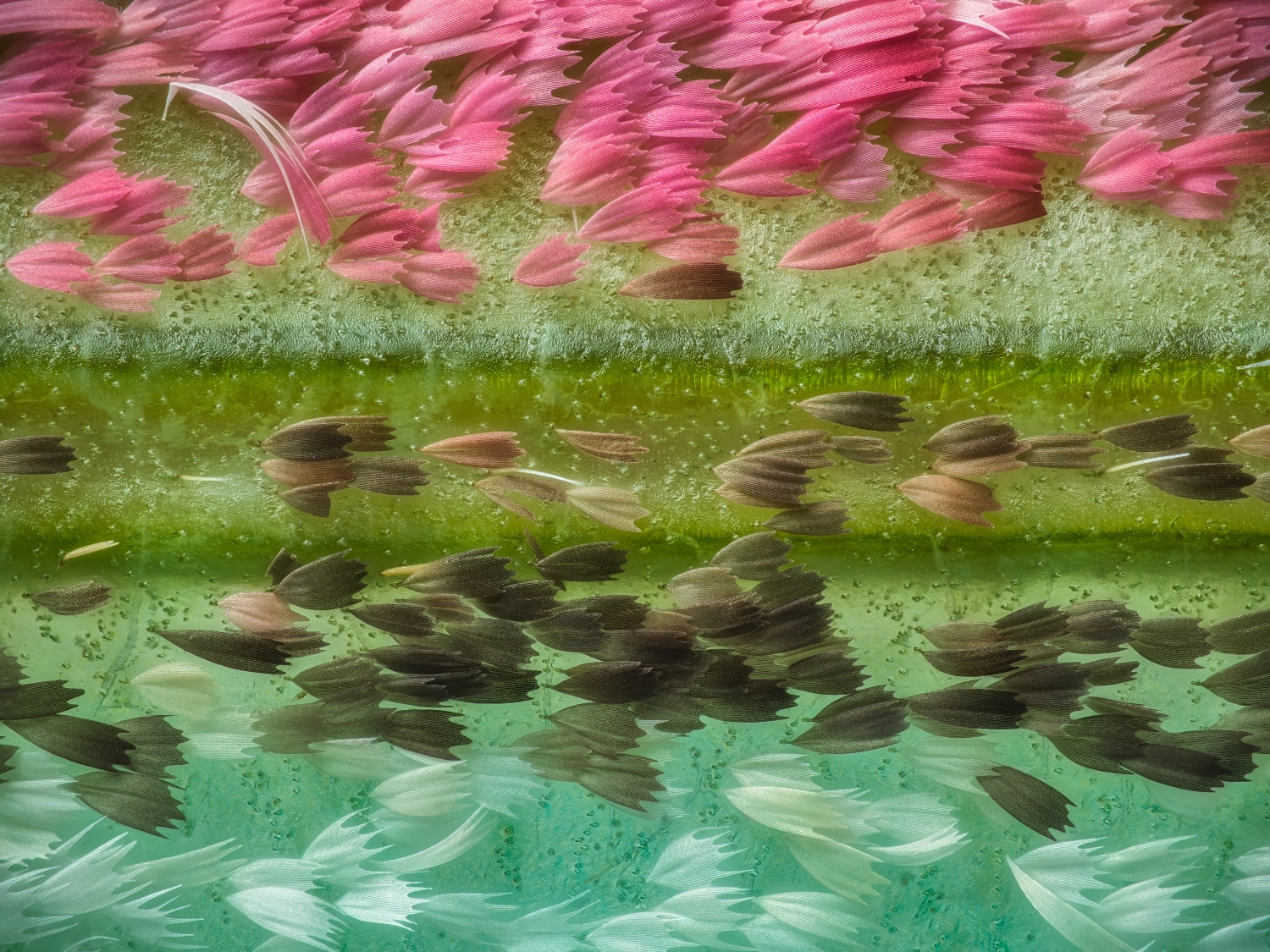 A photo of Chinese moon moth wing scales seen at 20 times magnification in shades of pink, green, brown, and blue.