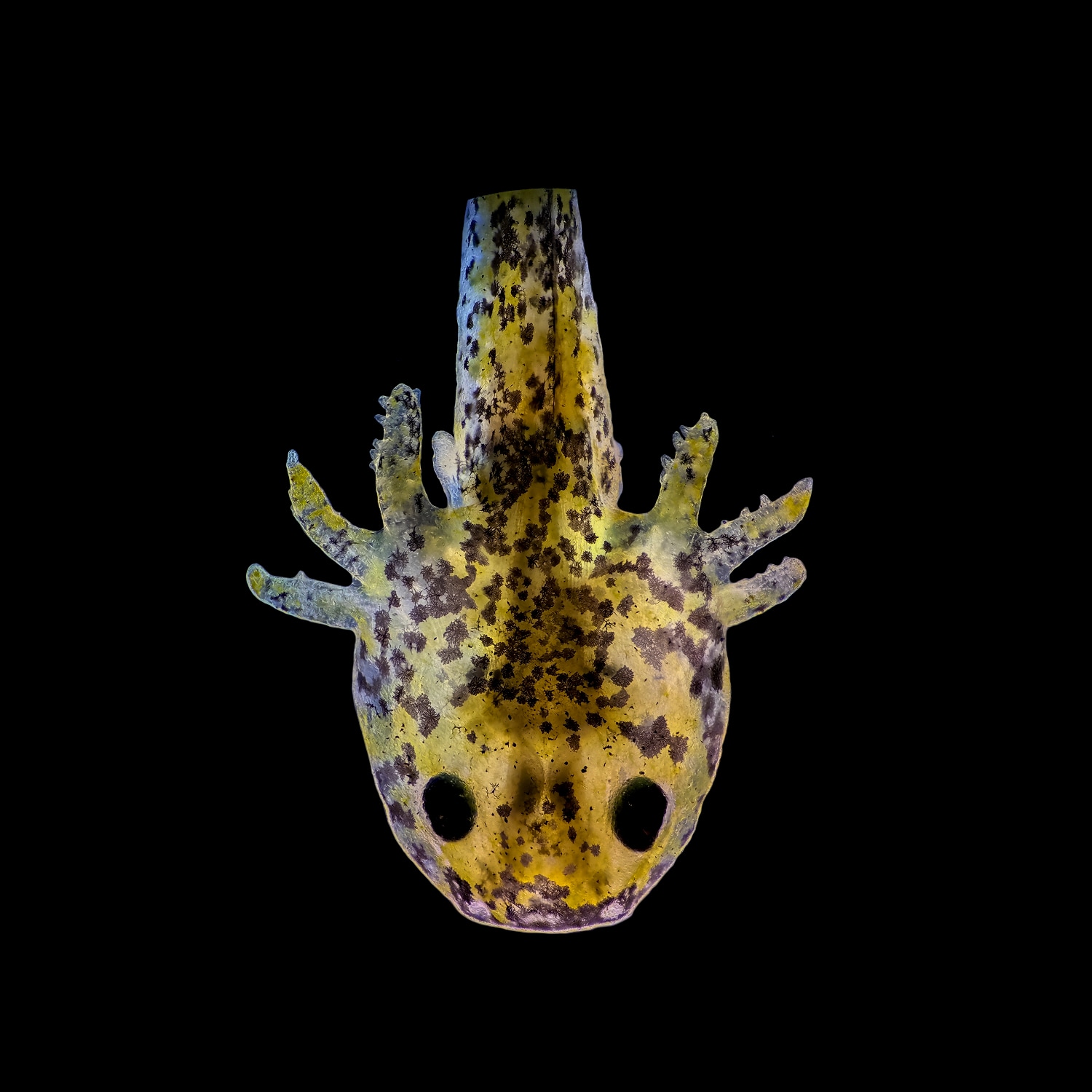 A photo of a 1-week-old yellow axolotl with brown spots seen on a black background.