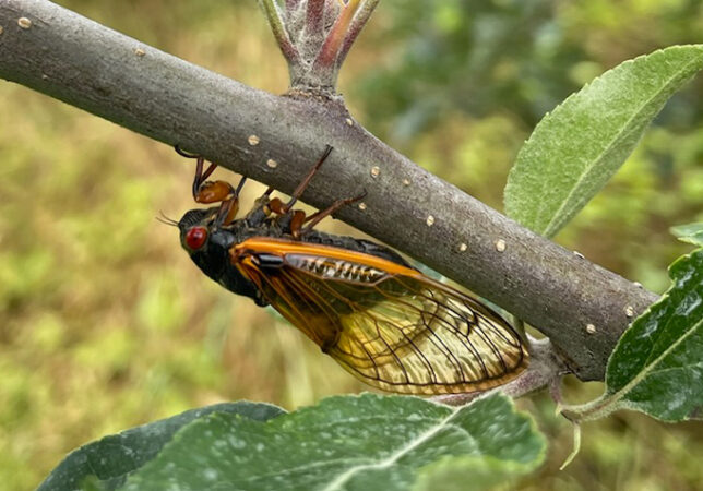 A photo of a cicada resting upside down on a tree limb with leaves seen all around.