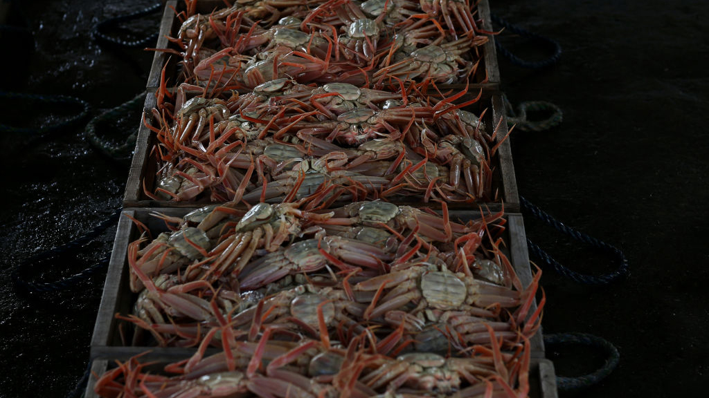 10 billion snow crabs have disappeared off the Alaskan coast. Right