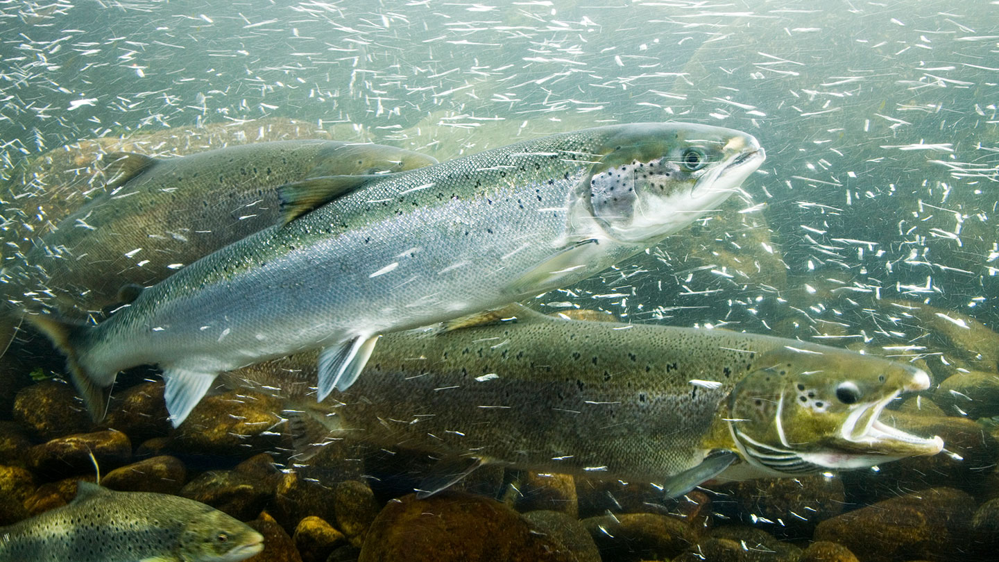 Pumping cold water into rivers could act as ‘air conditioning’ for fish