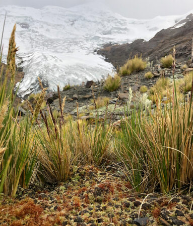 A photo of green plants growing in the foreground after llamas have been in the area while a glacier is seen in the background.