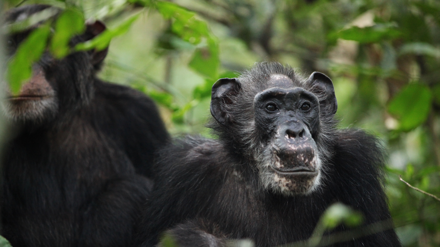 Surprisingly long-lived wild female chimps go through menopause