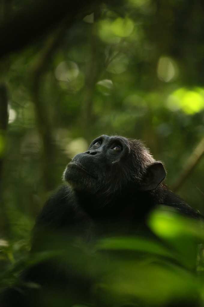 A photo of a female Ngogo chimp looking up and surrounded by greenery.