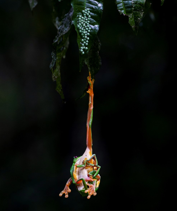A photo of a ball of mating frogs dangles from foliage above a pond in Costa Rica.