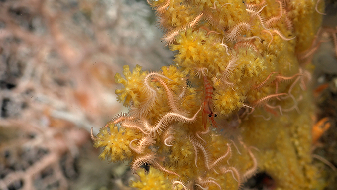 A close up photo of brittle stars and shrimps in one of the newly discovered coral reefs west of the Galápagos’ Fernandina Island.