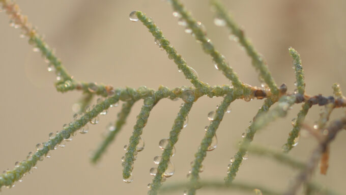 article material science A photo of the leaves of a Athel tamarisk coated in condensation.