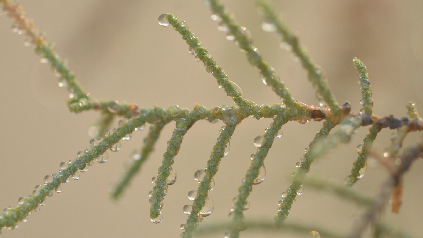 Salty sweat helps one desert plant stay hydrated