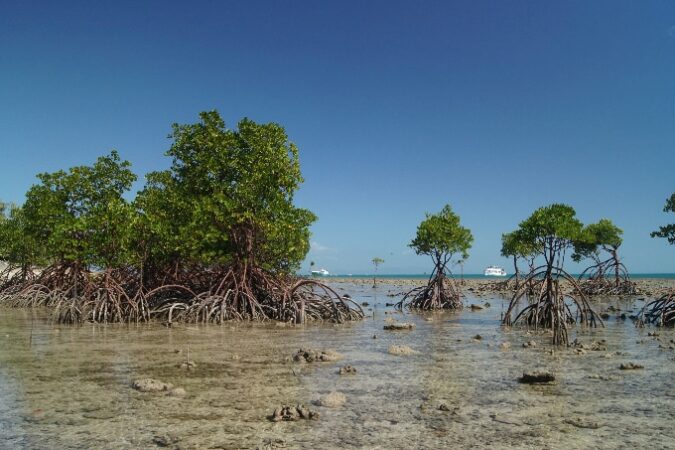 A photo of several mangroves growing in the foreground while white ships are visible in the background.