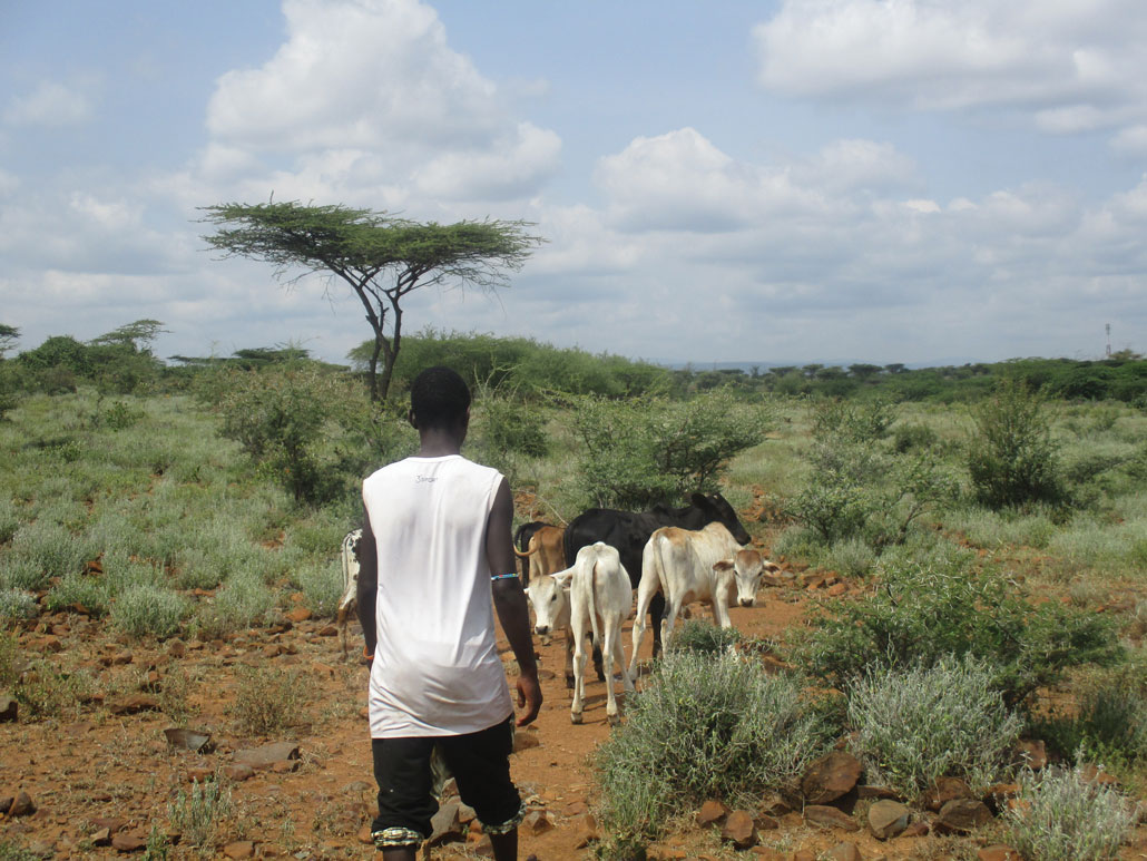 A young Turkana man in northern Kenya walks away from the camera while several cattle walk in front of him.