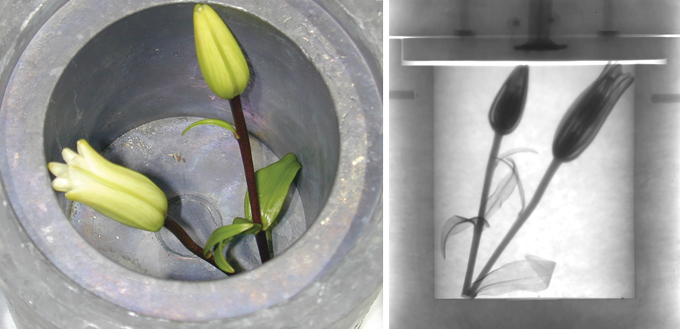 Two photos side by side. On the left is an overhead view of two lilies in a lead cask while the photo on the right is a side view showing the two lilies after neutron imaging.