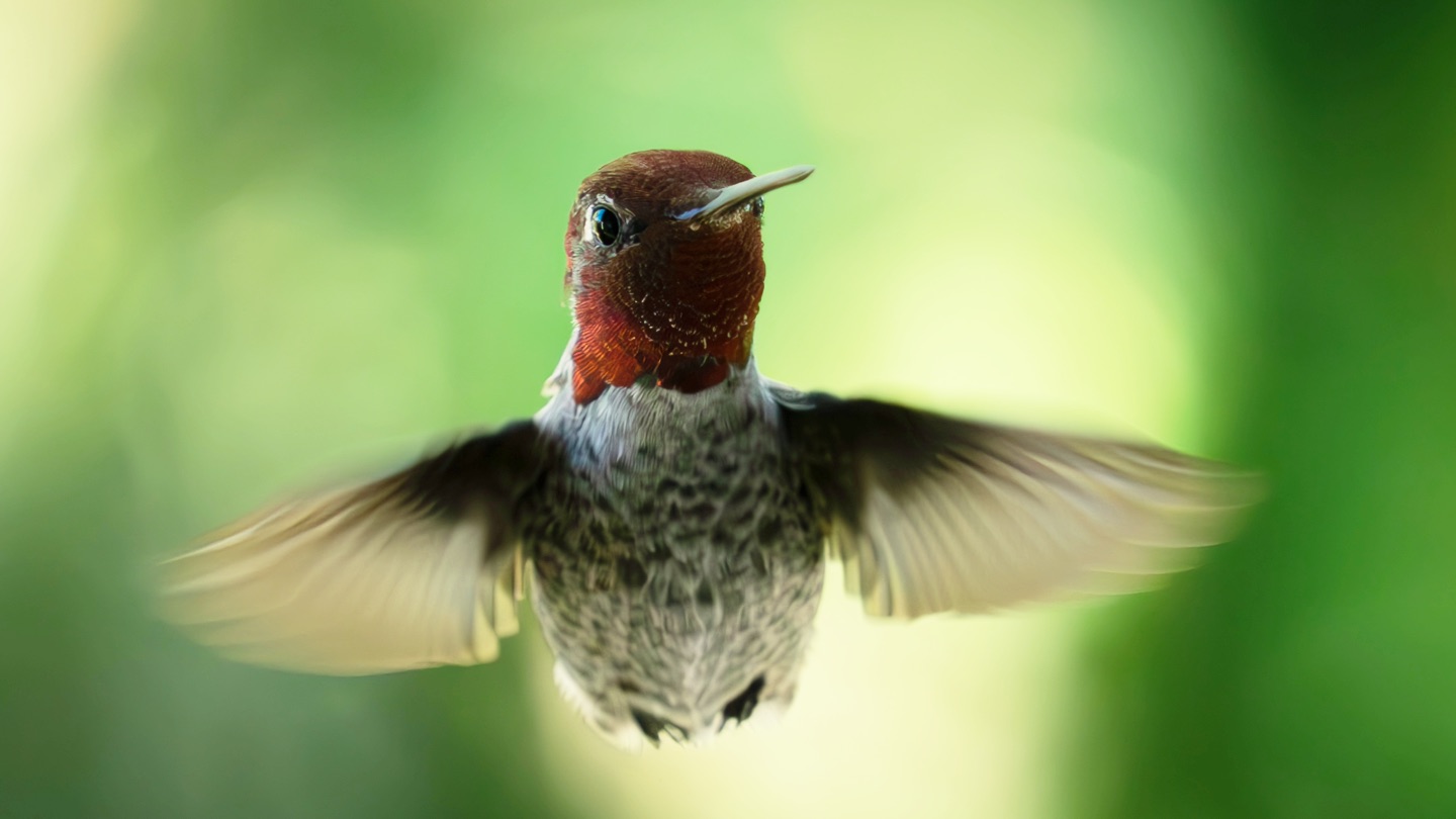how-hummingbirds-fly-through-spaces-too-narrow-for-their-wings