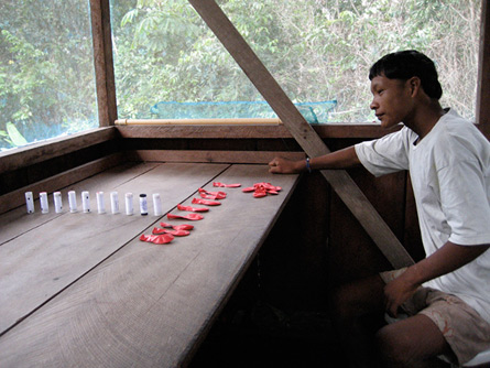 A Pirahã man participates in a new experiment that, researchers say, indicates that his language contains no number words, even for the number one.