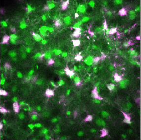 Astrocytes (purple) and neurons (green) in the visual cortex of a ferret. The cells contain dyes that allow researchers to track calcium levels. When neurons are active, astrocytes respond with increased calcium, which leads nearby capillaries to increase blood flow. This is a previously undiscovered role for astrocytes, once thought to only act as support cells for neurons.