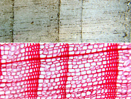 Trees that grew in Antarctica millions of years ago, when its climate was more mild, had a growth pattern much different from modern trees.