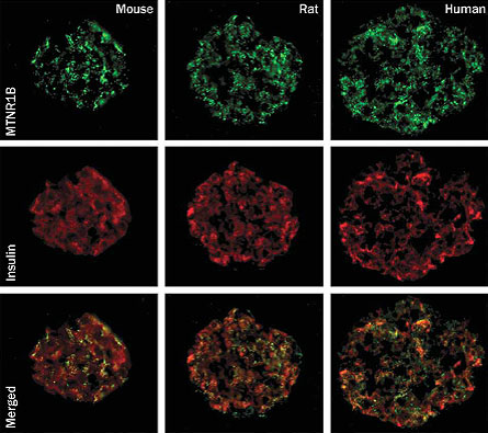 Insulin-producing cells in mice, rats and humans are covered with the melatonin receptor, shown in green. Insulin is shown in red. The receptor is a link that begins a connection between sleep and type 2 diabetes.
