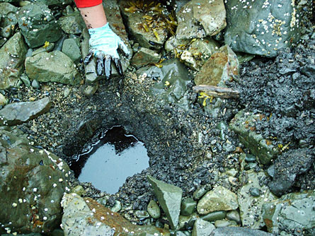 On some beaches hit hard by the oil spill, even 20 years later residues remain just below the surface of intertidal beaches.