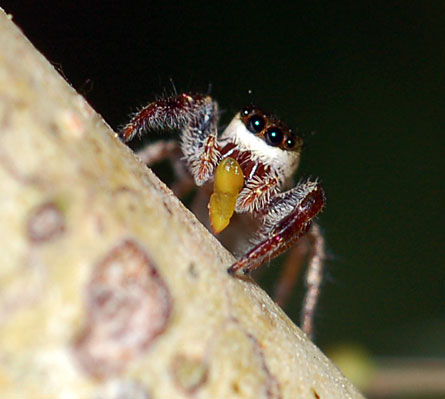 This spider is one in what may be the first-known population of vegetarian spiders. The herbivores live on acacia trees in Mexico and steal leafy snacks, such as the tree nubbin this spider holds, from their ant neighbors.