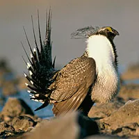 The sage grouse can produce two sounds simultaneously, new research shows.