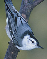 Birds with low-pitched calls, like this nuthatch, eschew high-traffic, high-noise areas.