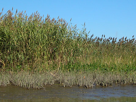 EUROTRASH REED | A bigger, more aggressive form of the Phragmites australis reed (left half) is choking out the more delicate, genetically distinct form (right half) native to North America. Credit: K. Kettenring