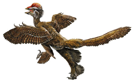 Anchiornis huxley