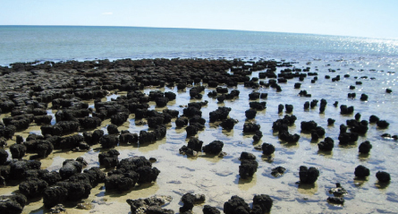 Stromatolites on shore of beach