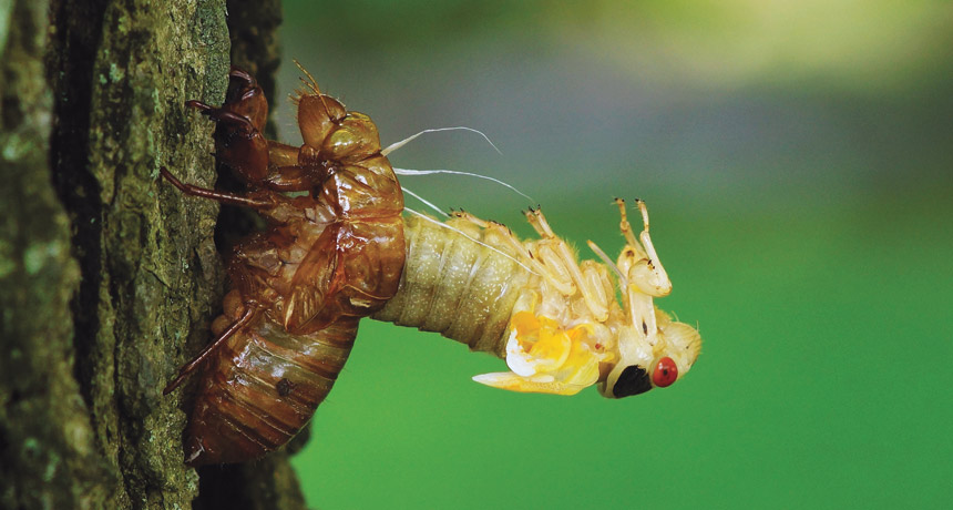 cicada